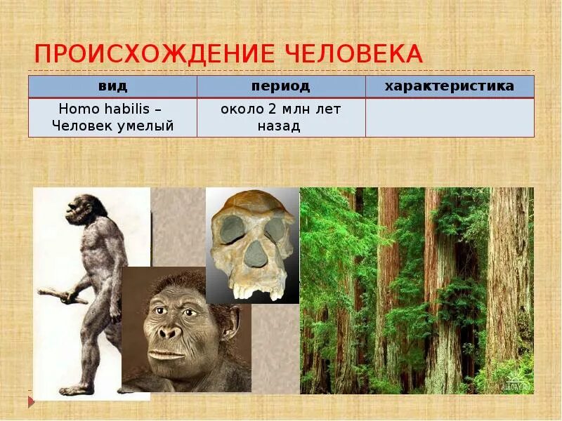 Человек умелый объем мозга. Доклад человек умелый. Человек по эпохам. Человек умелый происхождение. Хомо эректус женская особь.