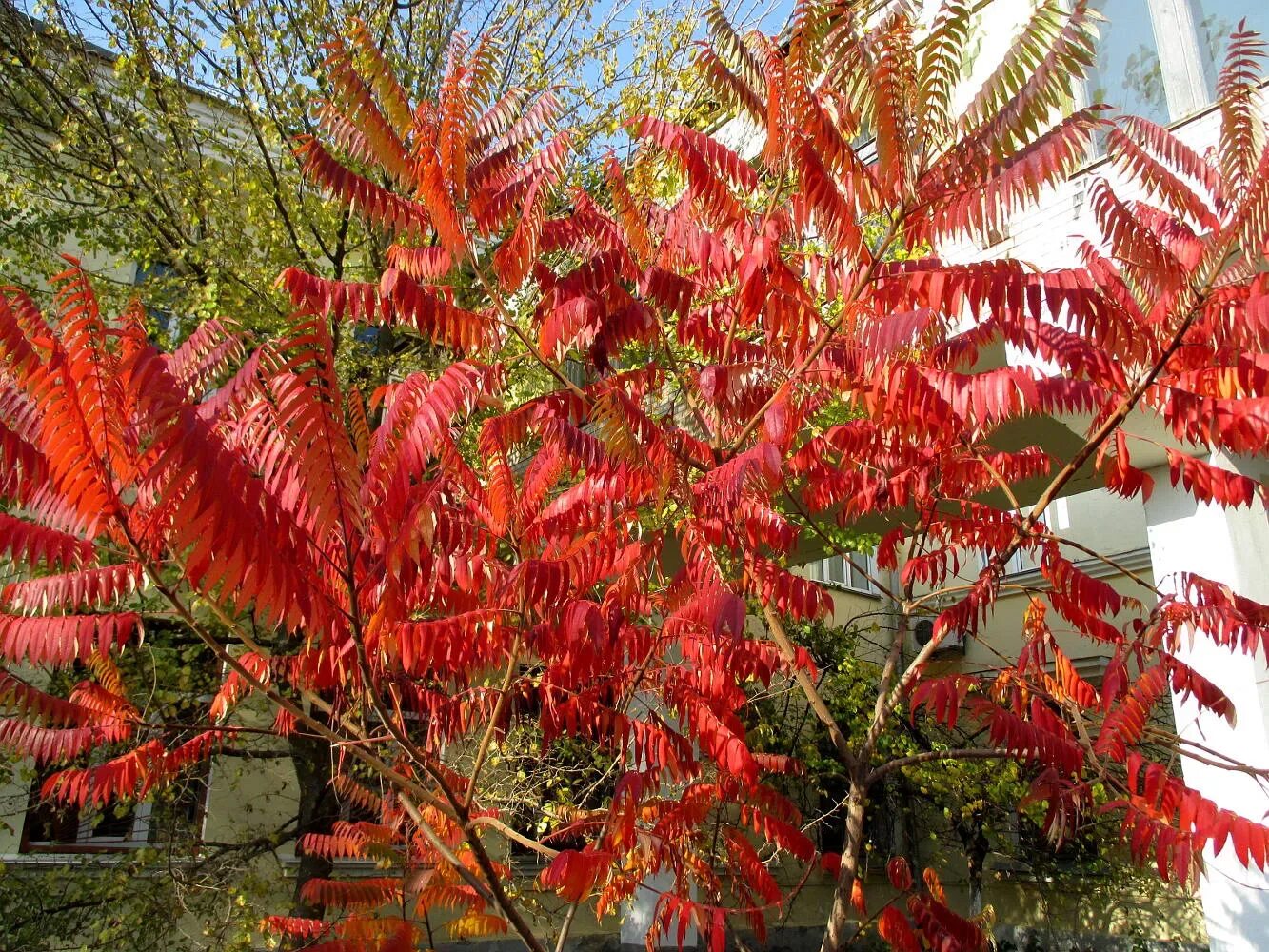Сумах оленерогий уксусное. Сумах оленерогий rhus typhina. Сумах rhus typhina. Сумах оленерогий осень. Сумах оленерогий уксусное дерево.