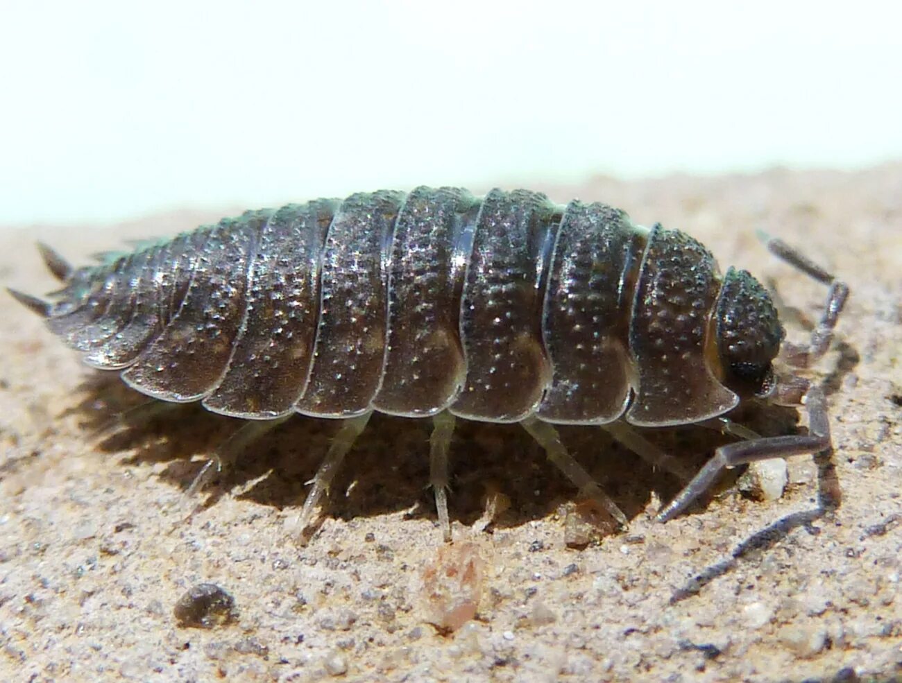 Мокрица относится к ракообразным. Мокрицы porcellio scaber. мокрица жук личинки. мокрица крымская. равноногие ракообразные.
