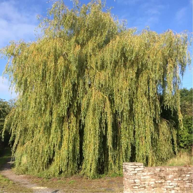 Ива Козья Salix caprea. Ива Козья (Ракита). Ива Пендула. Ива Козья (ветла)..