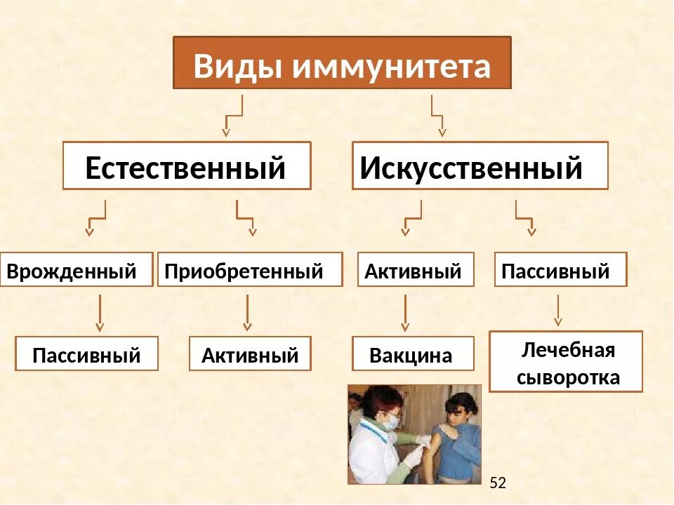 Активный естественно приобретенный иммунитет. Врожденный видовой иммунитет. Иммунитет активный пассивный врожденный и приобретенный. Естественный врожденный иммунитет. Виды врожденного иммунитета и приобретенного иммунитета.