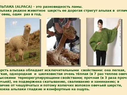 Альпака ударение