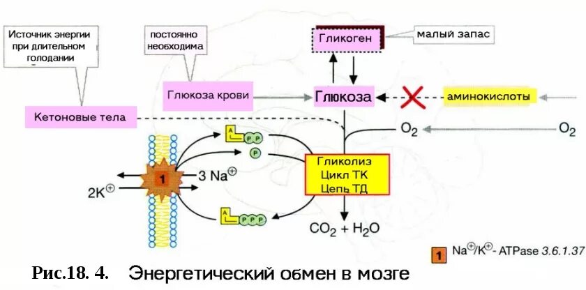 Метаболизм Глюкозы в нервной ткани. Метаболизм глутаминовой кислоты в головном мозге». Схема энергетического обмена Глюкозы. Основные пути окисления Глюкозы в тканях:. Реакция организма на глюкозу