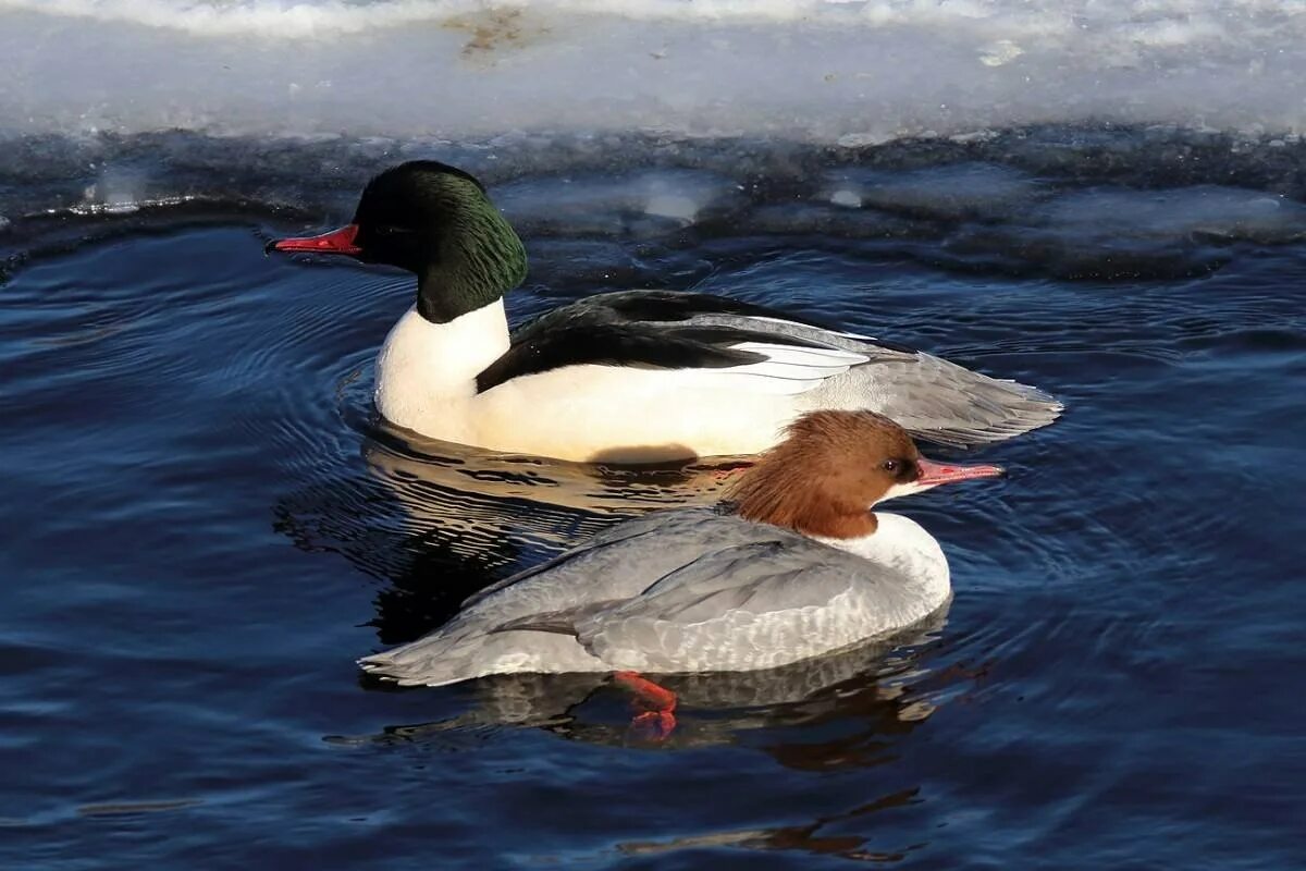 Большой крохаль Mergus Merganser. Крохаль утка. Большой крохаль утка. Крохаль селезень. Крохаль птица