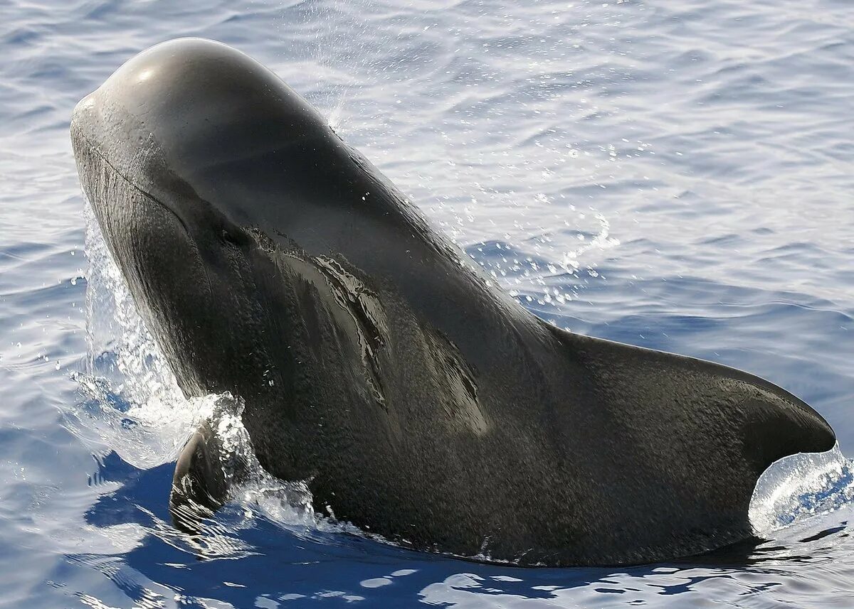 Тихоокеанская гринда. Кит пилот гринда. Гринды дельфины. Гринды дельфины. Черные дельфины гринды.