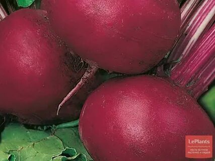 Характеристика сорта свеклы пабло