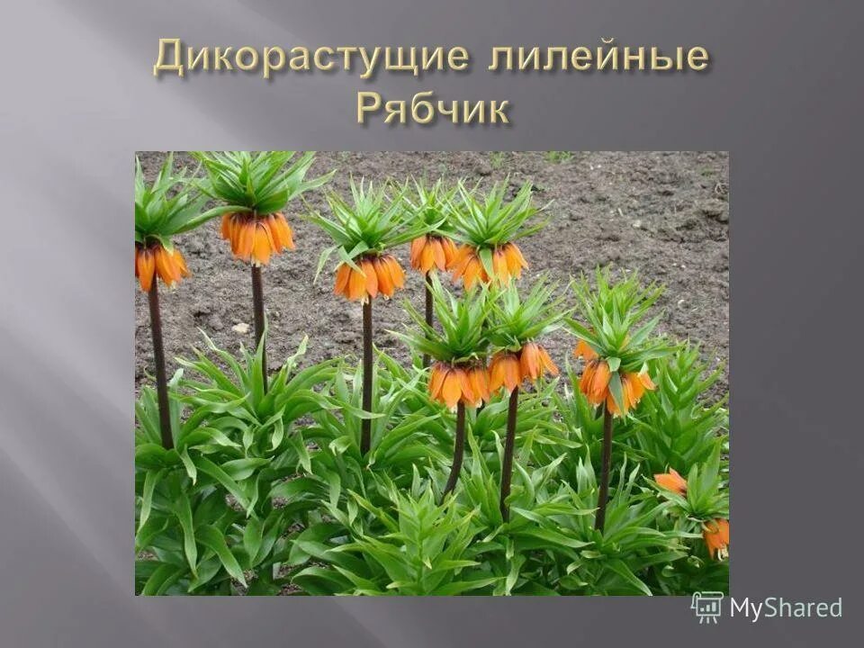 Дикорастущие лилейные растения примеры Семейство лилейные дикорастущие растения: найдено 78 изображений