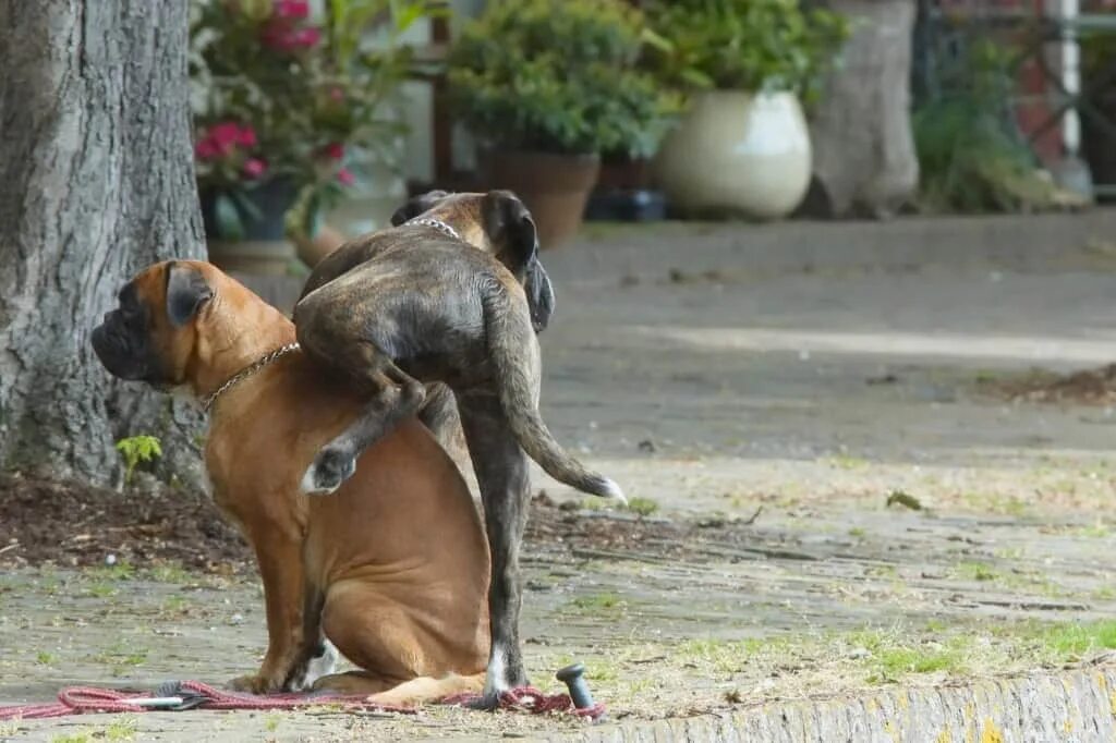 Dog piss. Собака пососака. Сумасшедшая собака. Собака в глупой ситуации. Сумасшедшая собака прикол.