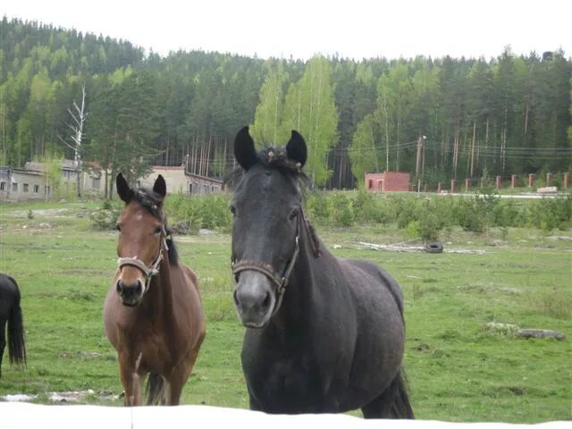 КСК серебряная подкова. КСК серебряная подкова Таватуй. Серебряная подкова красный Яр. Серебряная подкова Таватуй конный клуб.