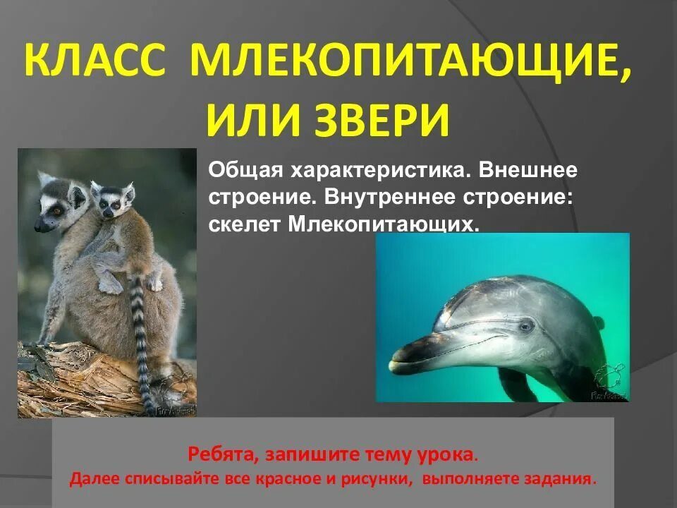 Класс млекопитающие конспект. Класс млекопитающие. млекопитающие звери. класс звери общая характеристика. класс млекопитающие или звери.