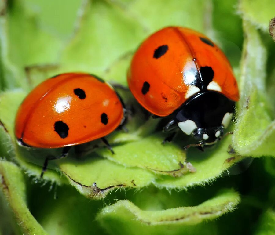 Божьи коровки. Божьи коровки (Coccinellidae). Бесточечная Божья коровка. Люцерновая Божья коровка.