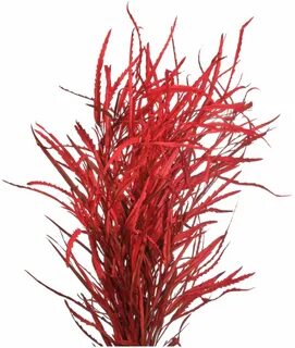 Red crash