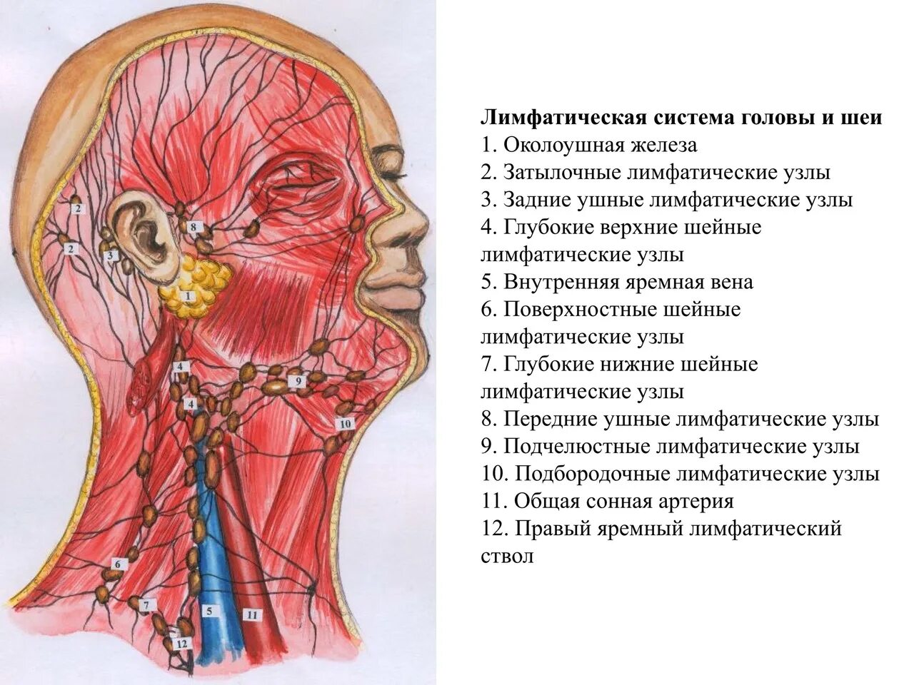 Схема лимфоузлов головы. Лимфатическая система лица и шеи анатомия. Лимфатическая система лица и шеи схема. Лимфатическая система головы и шеи. Лимфатические узлы головы и шеи анатомия.