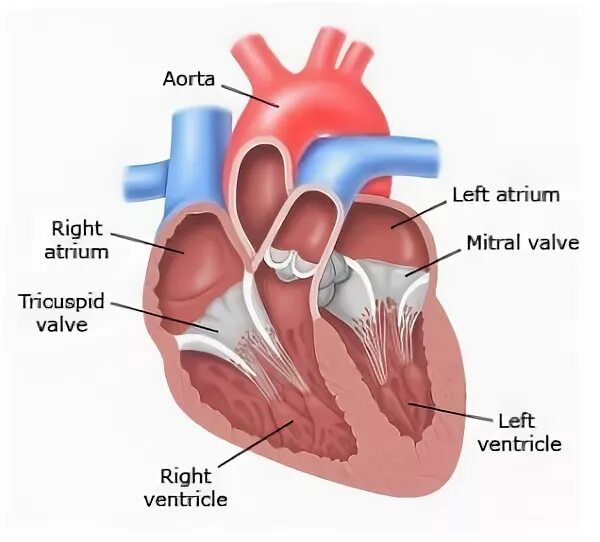 В правое предсердие открывается. Left Atrium right Atrium left ventricle. Правое предсердие анатомия. Правое предсердие сердца.