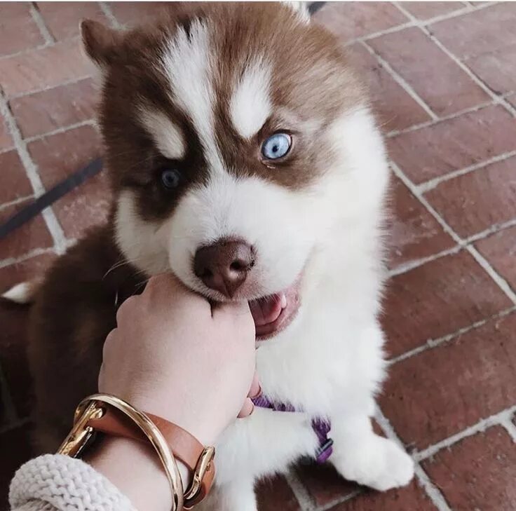 Метис хаски и шпица. Помски собачка. Смесь хаски и лайки. Помски порода. Помски.