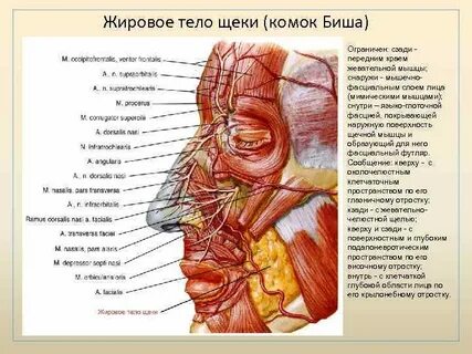 Жировой комок биша