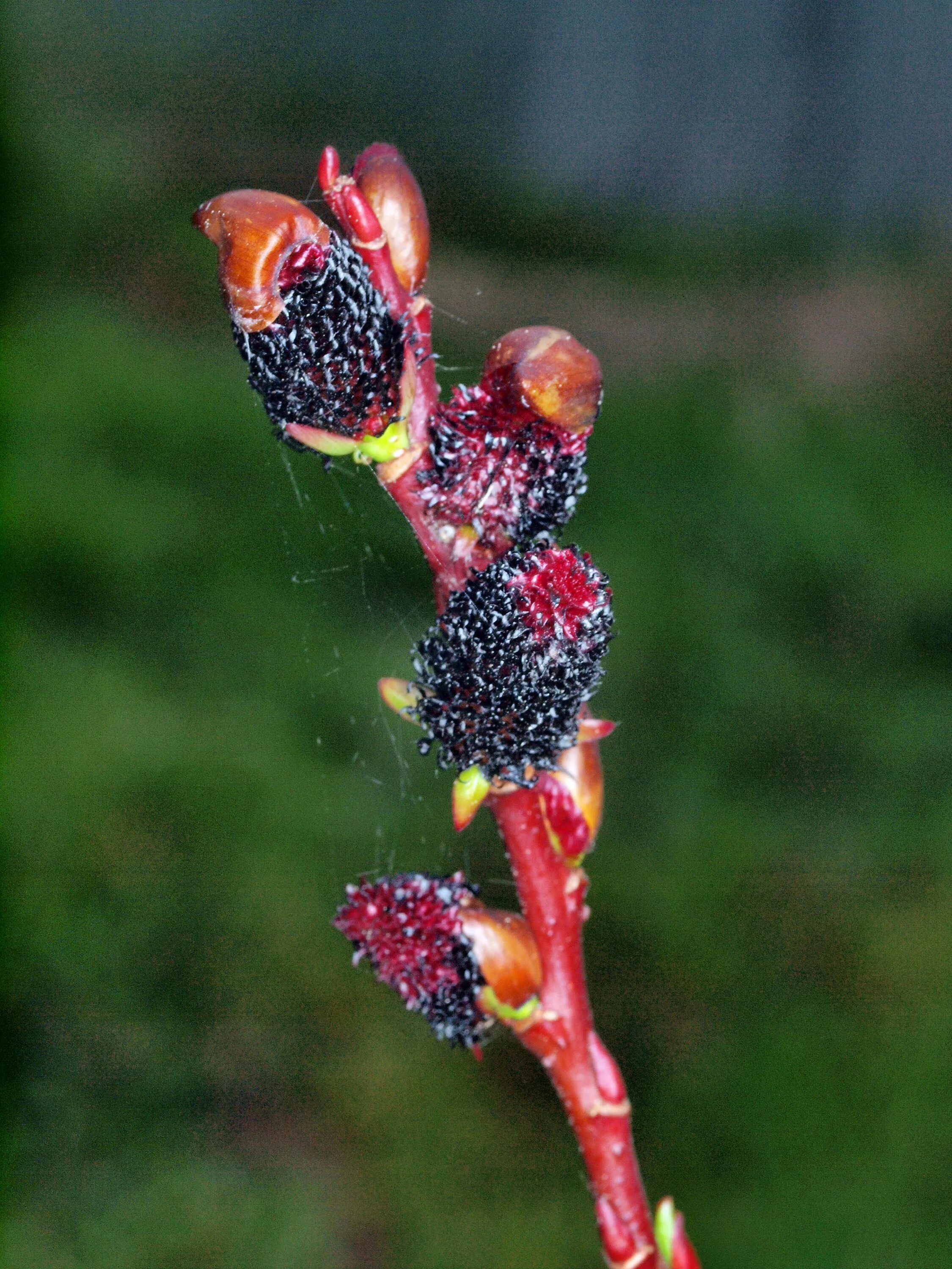 Ива тонкостолбиковая melanostachys. Ива тонкостолбиковая черная Верба. Ива тонкостолбиковая/Salix gracilistyla 'melanostachys'. Ива тонкостолбиковая маунт