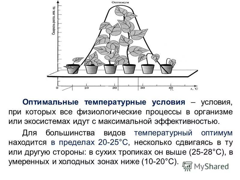 поиск оптимума