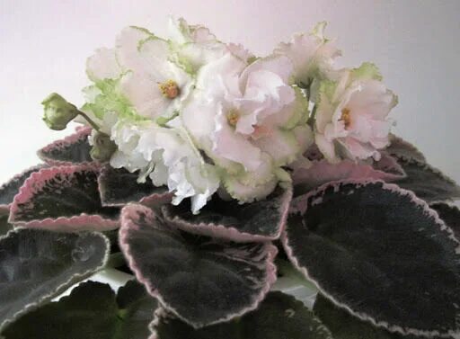 Saintpaulia ionantha африканская фиалка. Фиалка дульсинея. Фиалка ле гренландия. Студия фиалка. Студия фиалка.