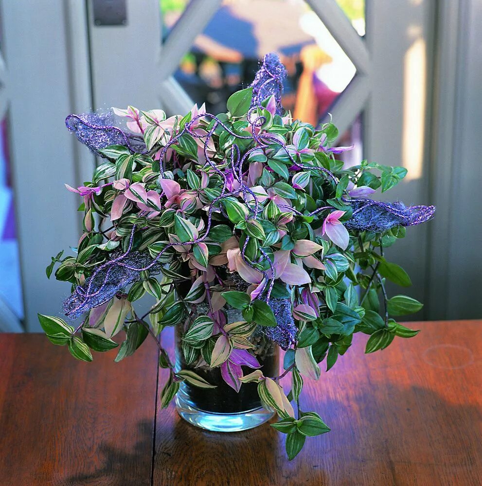 Традесканция. Традесканция приречная флуминенсис. Цветок традесканция уход. Цветок традесканция уход. Цветок традесканция уход.