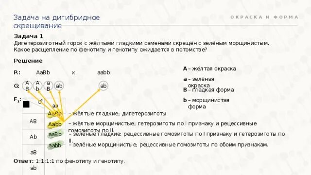 Дигетерозиготный овес. Дигибридное скрещивание задачи. Дигетерозиготный горох с желтыми гладкими семенами. Задачи на группы крови дигибридное скрещивание. При скрещивании желтого гладкого и зеленого морщинистого гороха в f1.