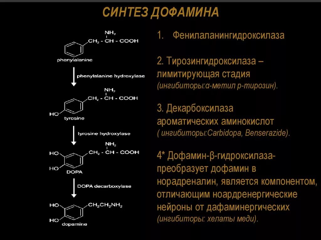 Схема синтеза дофамина. Синтез дофамина из Дофа. Образование дофамина из тирозина. Синтез дофамина из тирозина.