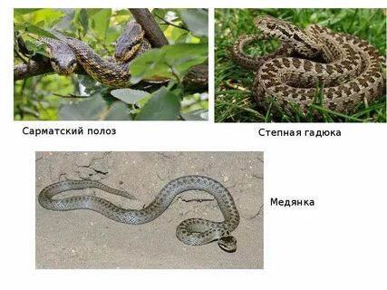 Как отличить медянку от гадюки