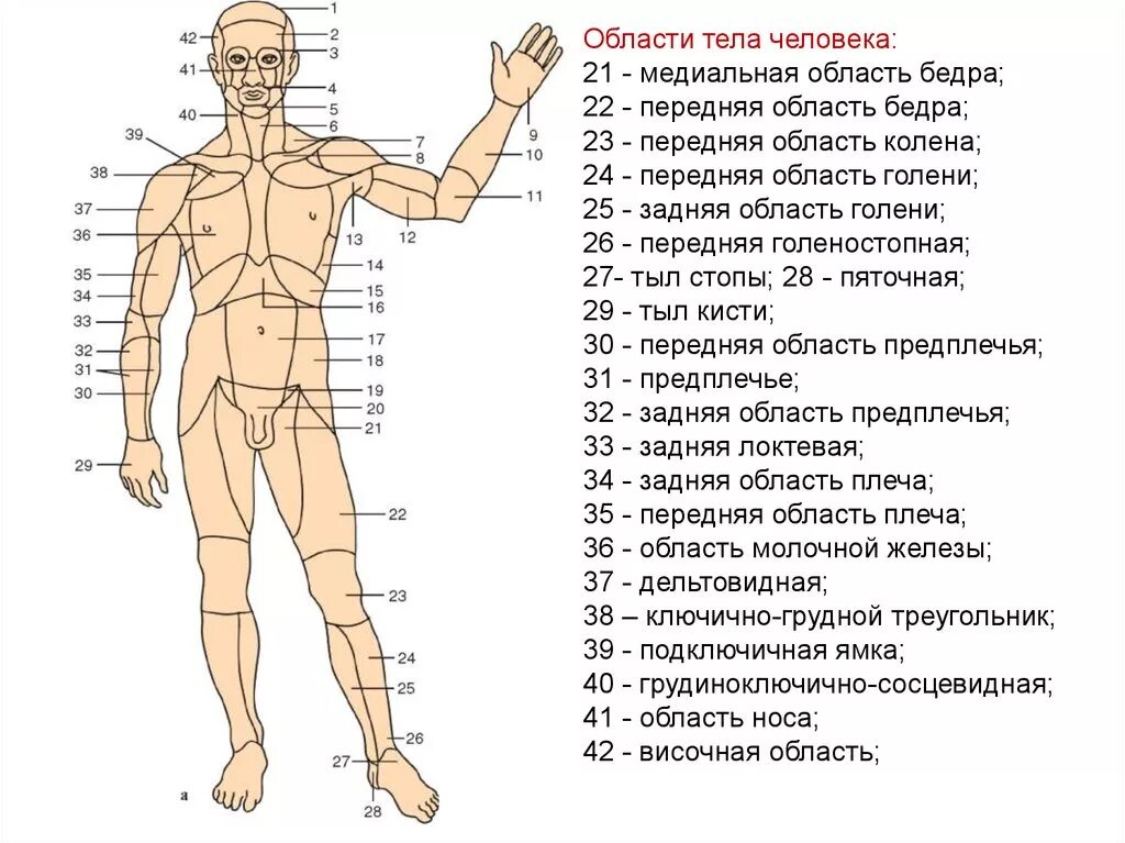 Как называются места выхода. Анатомические области тела области тела человека. Части тела человека названия. Части тела человека анатомия. Название человеческих частей тела.