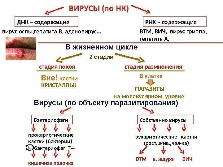 Вирусы ДНК содержащие и РНК содержащие. Отличия РНК-содержащих и ДНК- содержащих вирусов.. Классификация вирусов РНК И ДНК содержащие. Вирусы ДНК И РНК содержащие таблица.