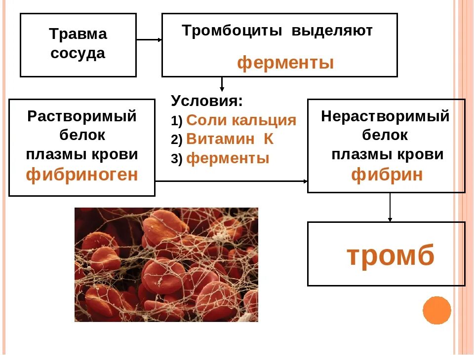 Укажи функции крови человека. Функции тромбоцитов в крови. Тромбоциты строение и функции. Строение тромбоцитов 8 класс. Защитная функция тромбоцитов.