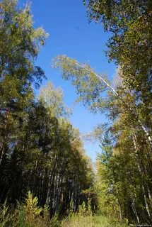 Лосиный остров королев