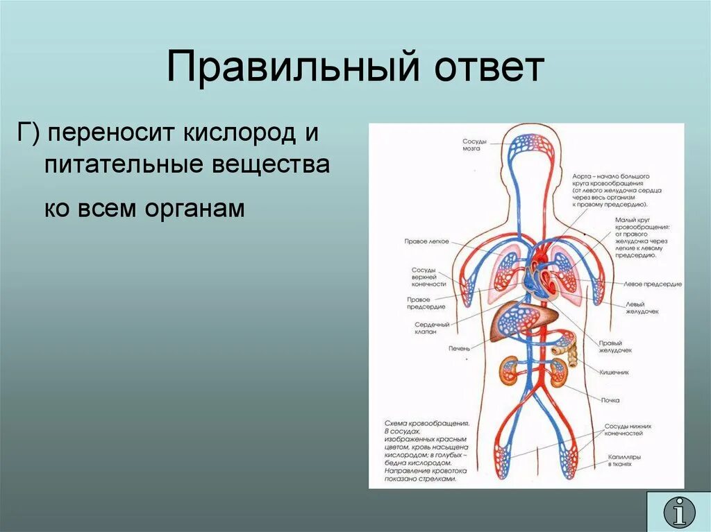 Плод человека получает кислород через