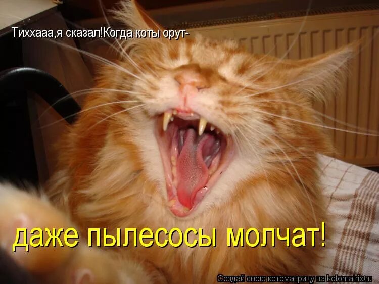 Кричащий кот. Орущий кот. Кот кричит. Кричащий кот. Кошачий хор.