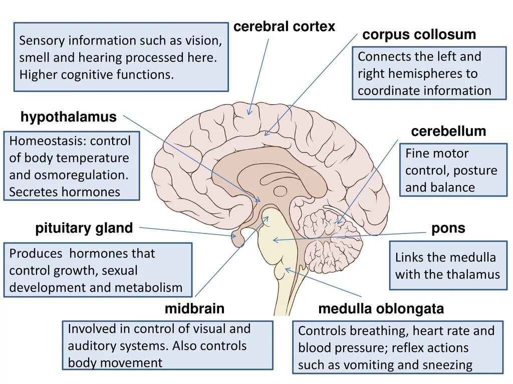 Brain structure. Cerebral Cortex of the Brain. Brain Cortex function. Subcortical structures of the Brain. Cerebral Cortex layers.