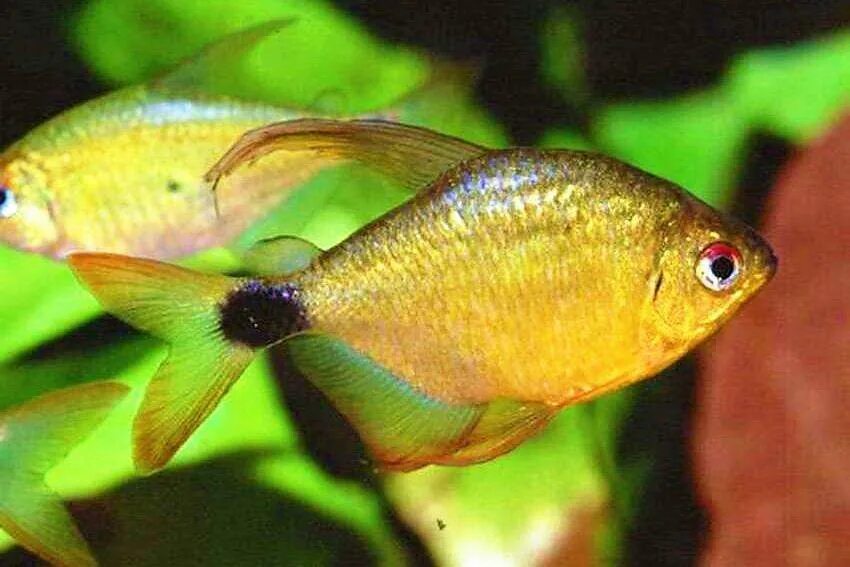 Тетра медная hasemania nana. Tetra pak лобня. Завод тетра пак в россии. Тетра амапа. Тетра сергиев посад.