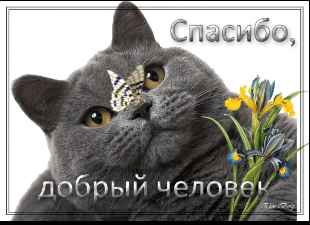 Спасибо котик картинка. Спасибо добрый человек. спасибо кот. смешные открытки с благодарностью. спасибо прикол.