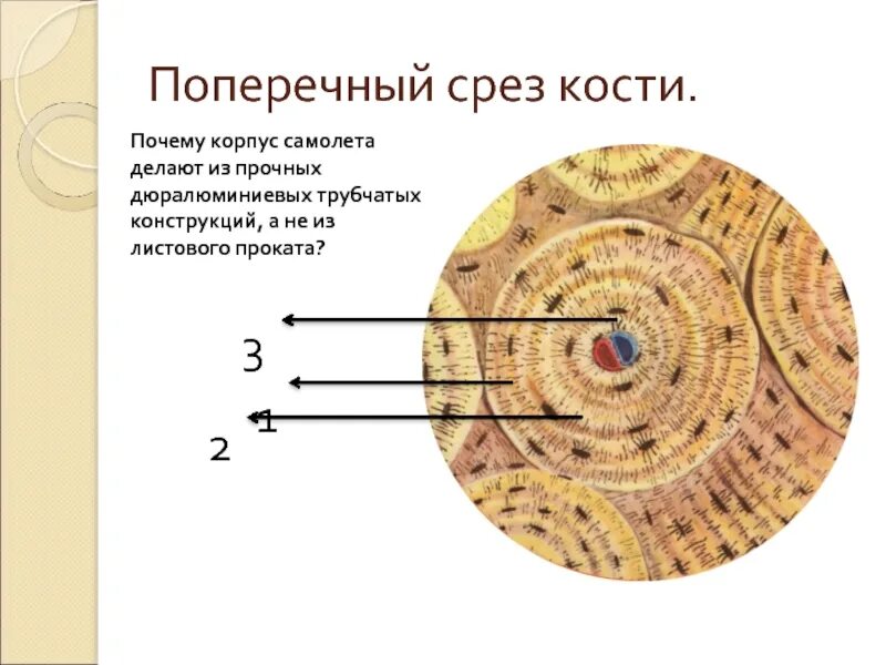 Данные поперечного среза. Поперечный срез компактного вещества кости. Строение компактного вещества кости на поперечном срезе. Компактная пластинчатая костная ткань поперечный срез. Берцовая кость человека в поперечном разрезе.