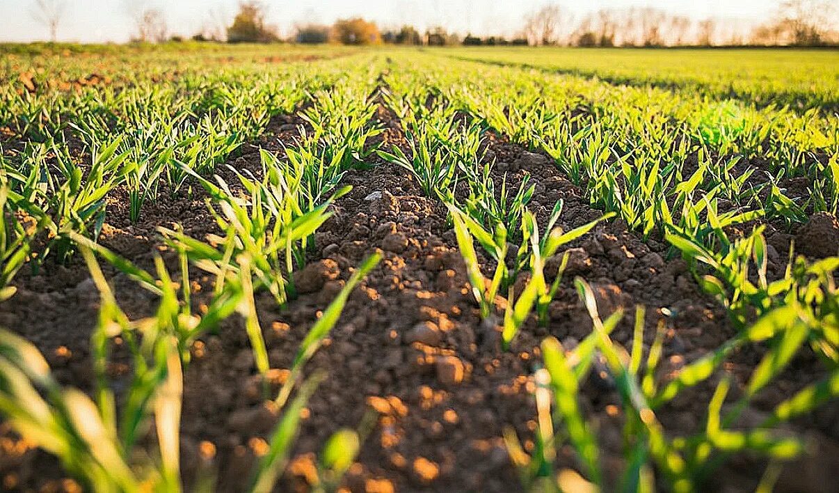 Земледелие. Земледелие сайт. Земледелие. Земледелие. Земледелие минирование.