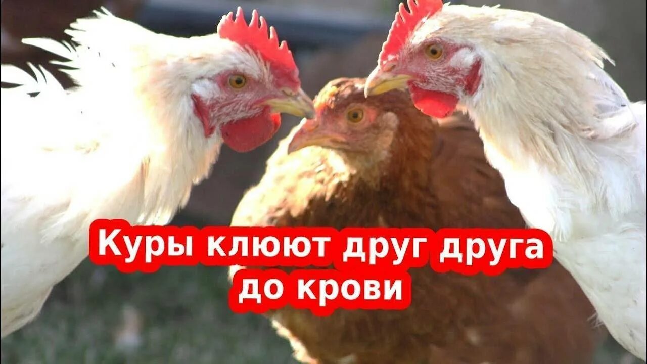 Курицу клюют до крови что делать. Куры клюют друг друга до крови. Куры расклёвывают друг.