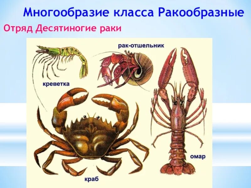 Современные членистоногие. Представители ракообразных 7 класс биология. тип членистоногие класс ракообразные представители. десятиногие ракообразные десятиногие ракообразные. отряд ракообразные класс десятиногие.