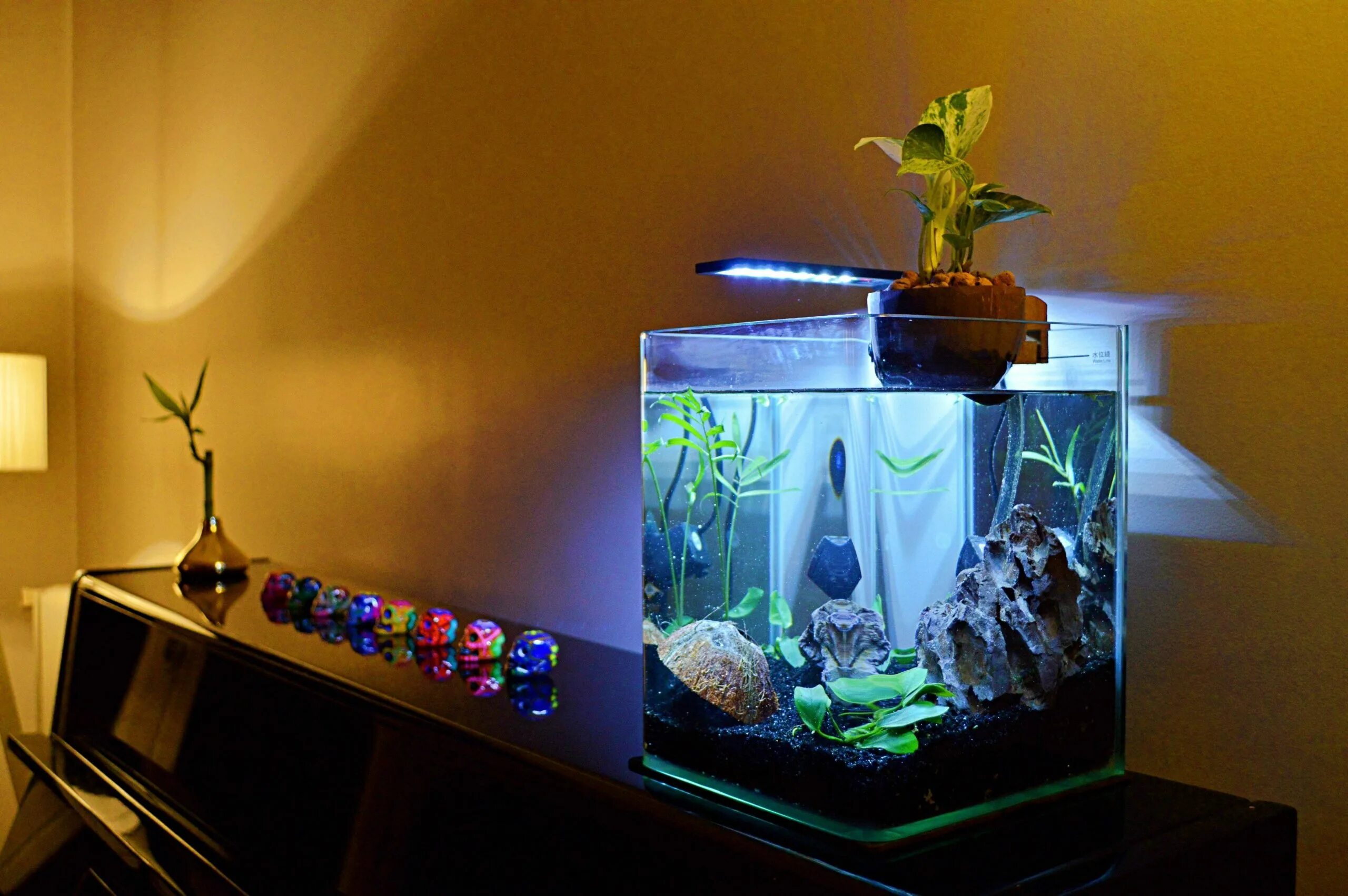 Обустроить аквариум. Советы для аквариумов. Наполнение аквариума. Рыбки для аквариума. Дорогие аквариумы.