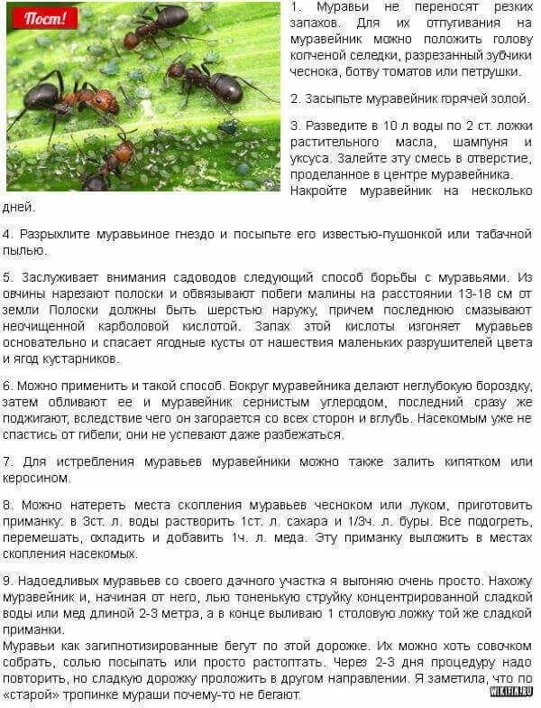 Муравьи дома как вывести средства