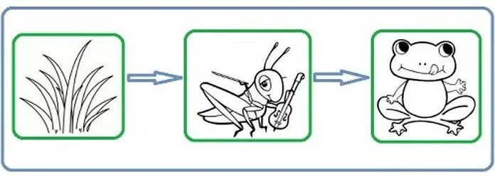 Цепи питания трава кузнечик. Цепи питания. Цепи питания раскраска. Пищевая цепь разукрашка. Раскраска цепь питания животных.