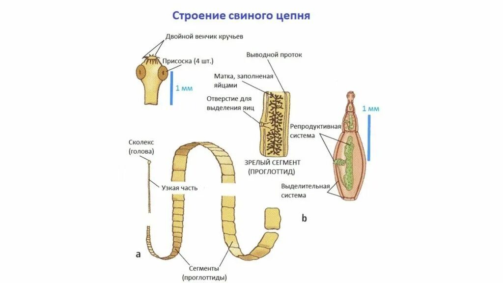 Строение бычьего цепня. Степень развития нервной системы у бычьего цепня. выделительная система бычьего цепня. вооруженный цепень строение. строение тыквовидного цепня.