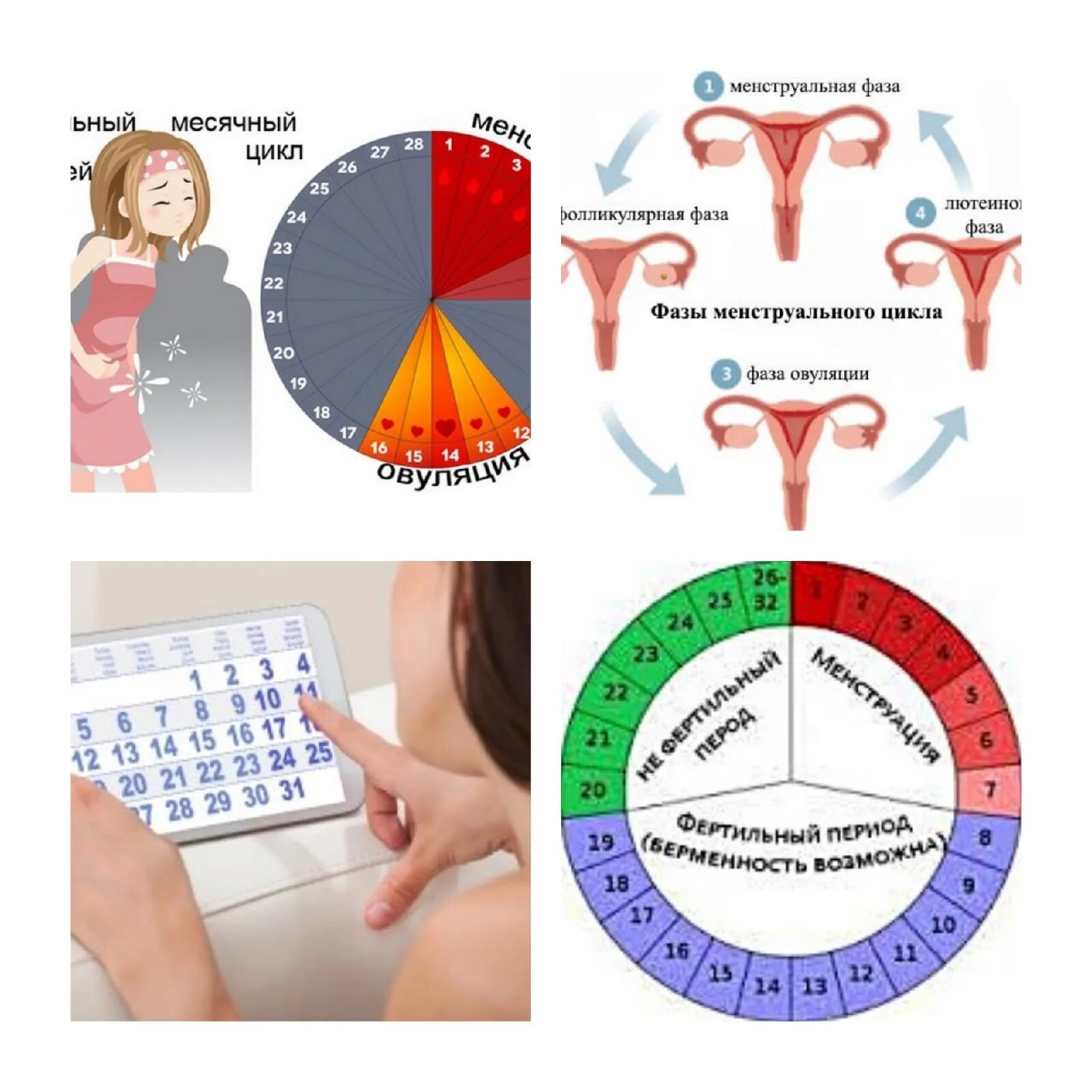 Нерегулярные менструационного цикла. Цикл менструационного цикла. Менструальный цикл делится на. Женский менструальный цикл. Сколько длится цикл овуляции