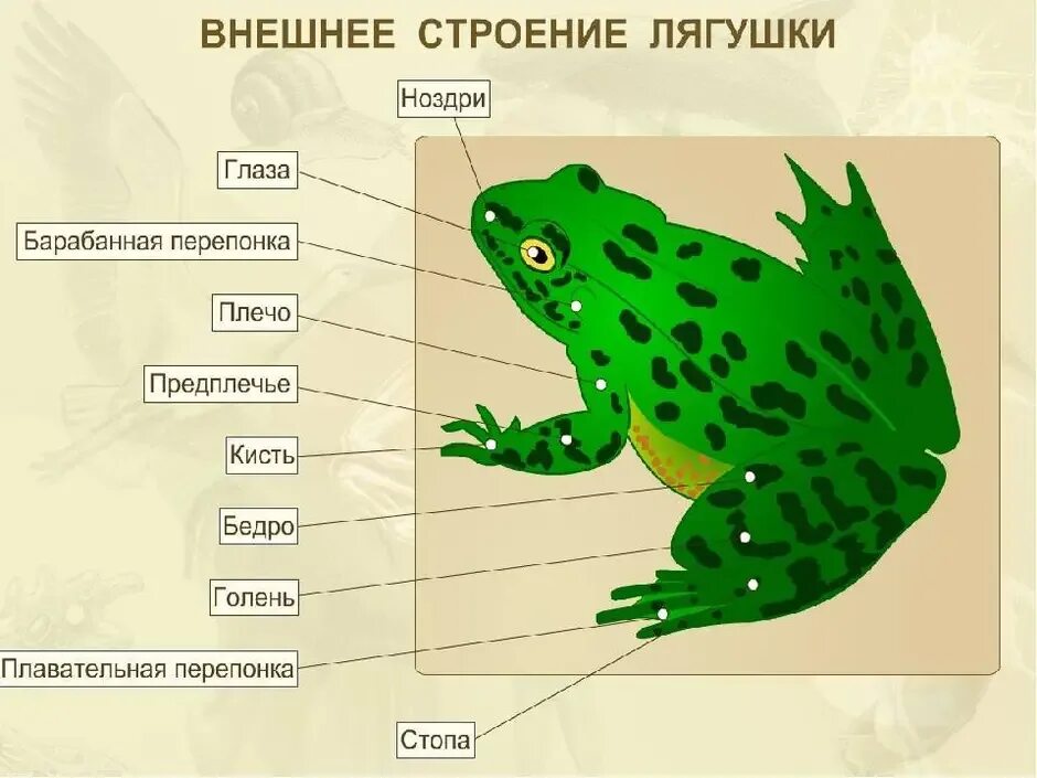 Внешнее и внутреннее строение лягушки. Внешнее строение земноводных 7 класс биология лягушка. внешнее строение лягушки рис 127. части тела земноводных 7 класс. внешнее строение зеленой лягушки рис.132.