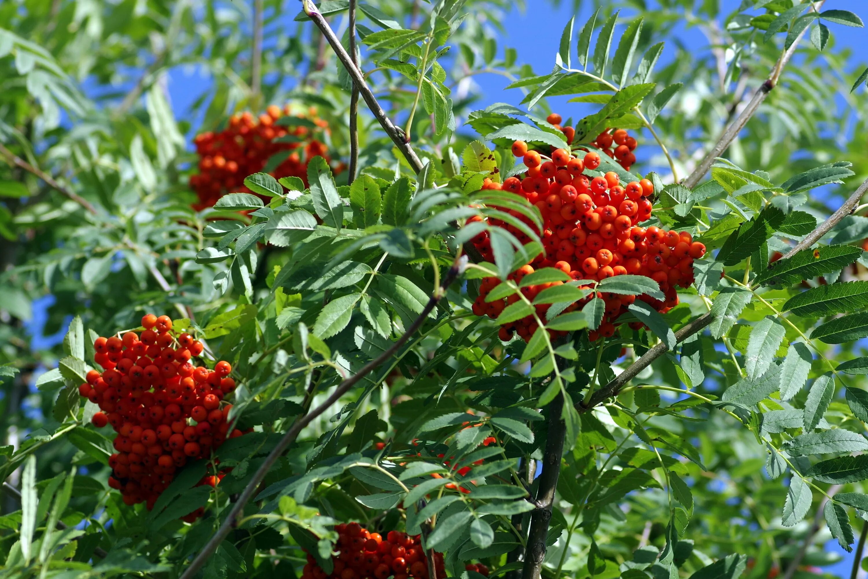 Рябина дерево купить. Рябина обыкновенная Sorbus aucuparia. Рябина обыкновенная (кустовая) Sorbus aucuparia. Рябина обыкновенная кустовая. Sorbus aucuparia edulis (рябина обыкновенная).