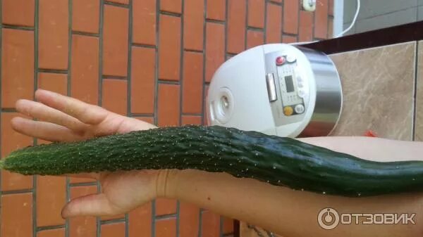 Огурцы сорт крокодил фото Огурец Крокодил Гена F1. VI этап. Дегустация
