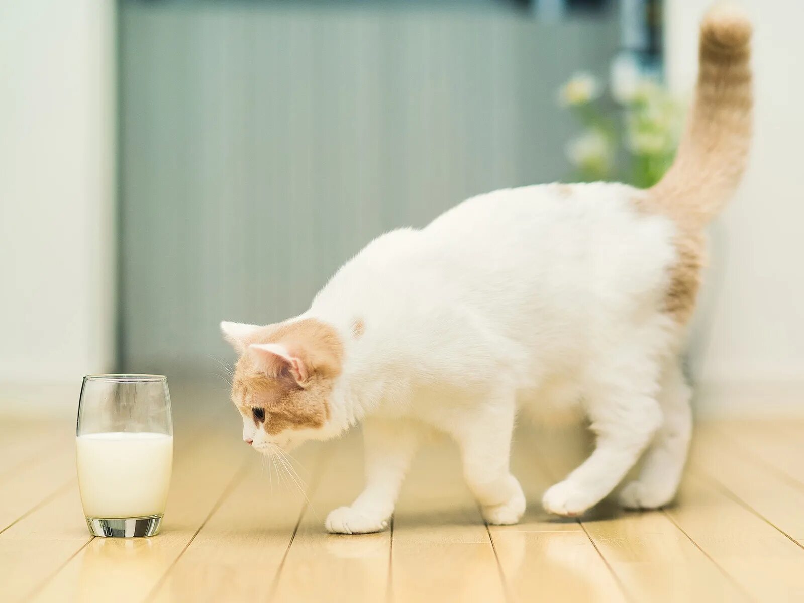 Кот пьет молоко. Кошка и молоко. Кот кефир. Кошка пьет молоко.