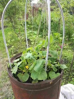 Бочка для огурцов